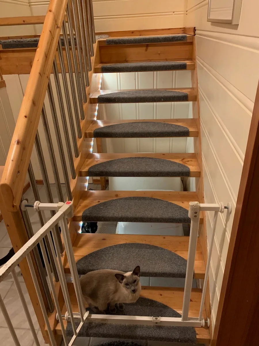 Hue lysstripe montert i trappen, og gir dermed kattene bedre lysforhold “på badet”