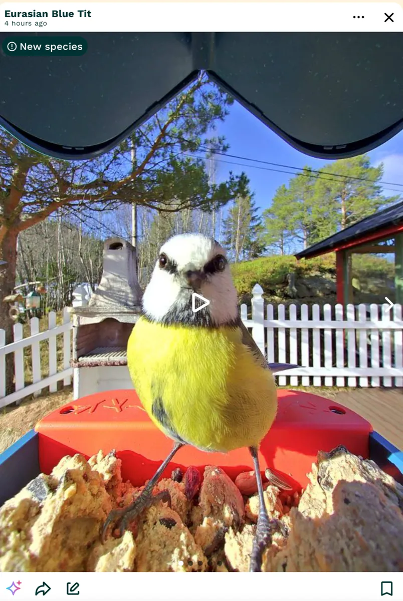 Nærbilde fra Bird Buddy-kameraet av en blåmeis på fuglebrettet